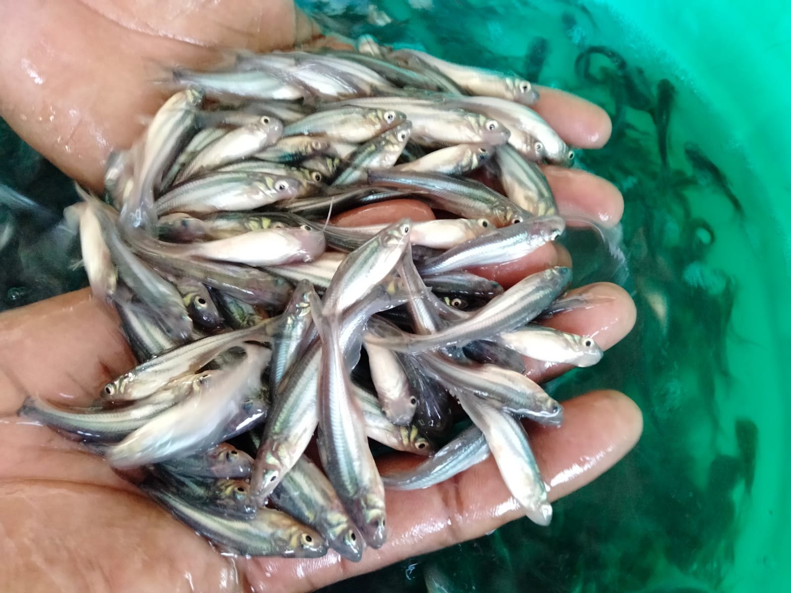 Pangas Fish