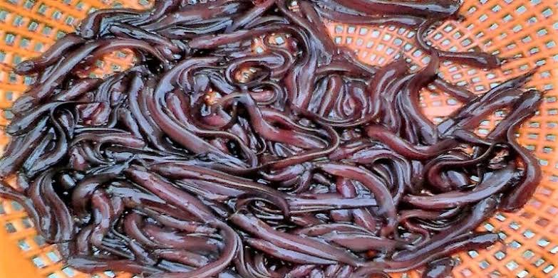 Singhi Fish
