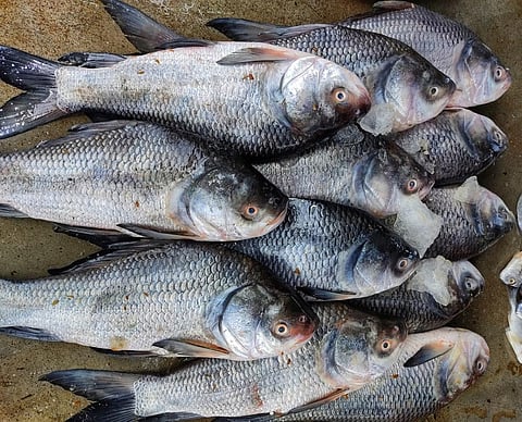 Katla Fish