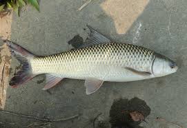 Mirgal Fish