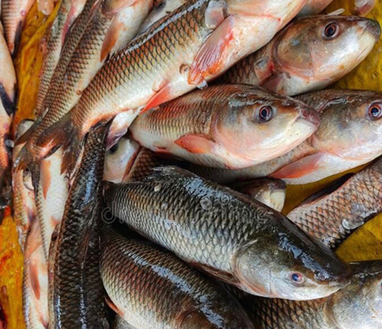 Rohu Fish
